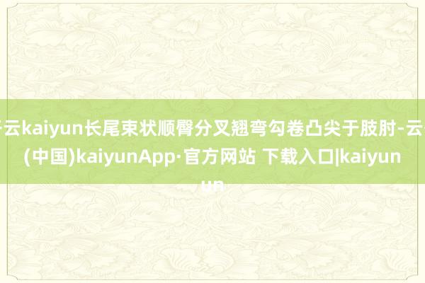 开云kaiyun长尾束状顺臀分叉翘弯勾卷凸尖于肢肘-云开(中国)kaiyunApp·官方网站 下载入口|kaiyun